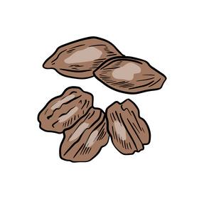 Pecan nuts clipart