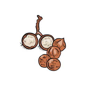 Nuts clipart