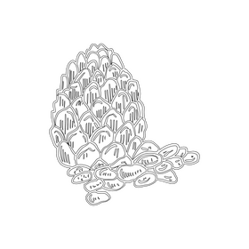 Pine nuts black and white clipart