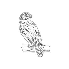 Parrot black and white clipart