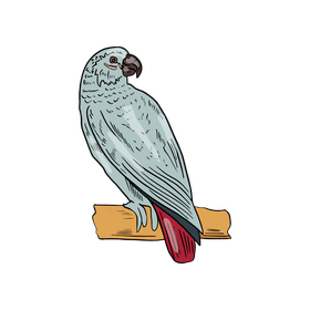 Parrot clipart