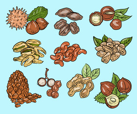 Nuts vector