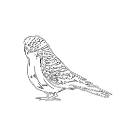 Parrot black and white clipart