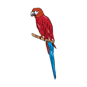 Scarlet macaw parrot clipart