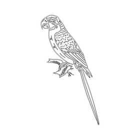 Parrots black and white clipart