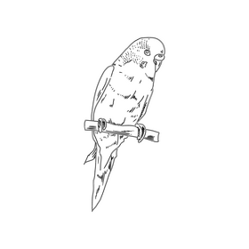 Parrot black and white clipart