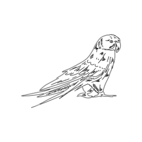 Parrot black and white clipart