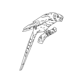 Parrot with red beak black and white clipart