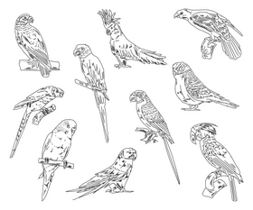 Parrots black and white vector