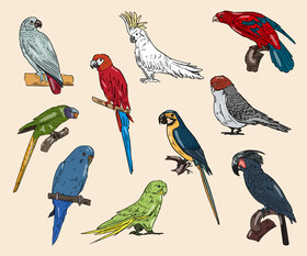 Parrots vector