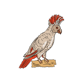 Parrot clipart