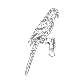 Parrot black and white clipart