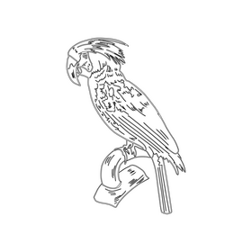Parrot black and white clipart