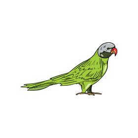 Green parrot clipart