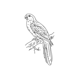 Parrot black and white clipart
