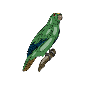 Green parrot clipart