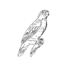 Parrot black and white clipart