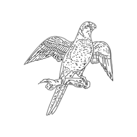 Parrot black and white clipart