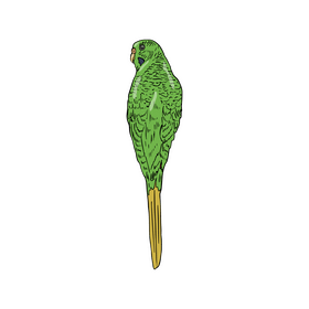 Green parrot clipart