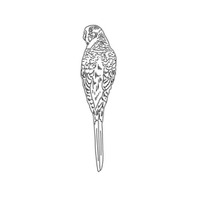 Parrot black and white clipart