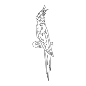 Parrot black and white clipart