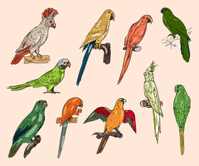 Parrots vector