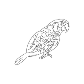 Blue parrot black and white clipart