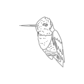 Hummingbird black and white clipart