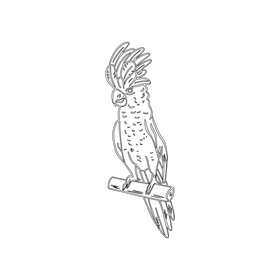 Parrot black and white clipart
