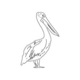 Pelican bird black and white clipart