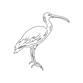 Heron bird black and white clipart