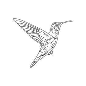 Hummingbird black and white clipart free download