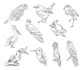 Birds black and white vector