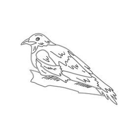 Magpie bird black and white clipart