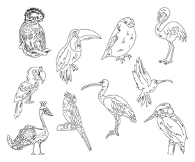 Birds black and white vector