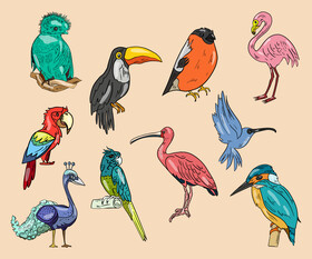 Birds vector