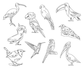 Birds black and white vector