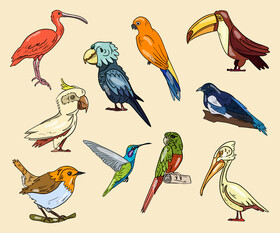 Birds vector