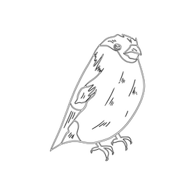 Bullfinch bird black and white clipart