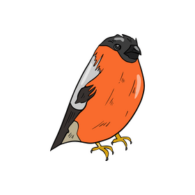Bullfinch bird clipart