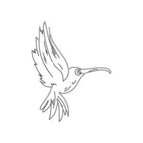 Hummingbird black and white clipart free download