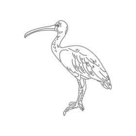 Pink heron bird black and white clipart