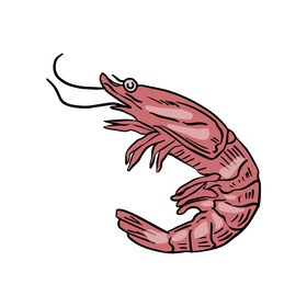 Shrimp clipart