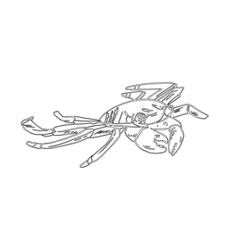Sea crab black and white clipart