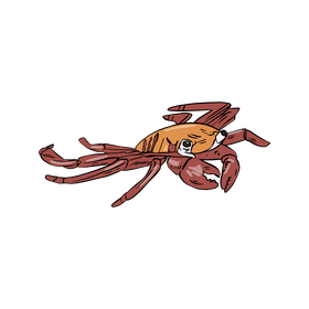 Sea crab clipart