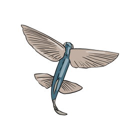Flying fish clipart