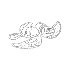 Sea turtle black and white clipart