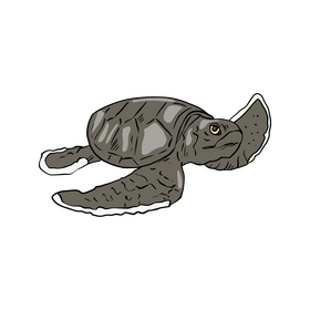 Sea turtle clipart