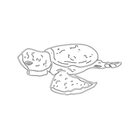Sea turtle drawing black and white clipart
