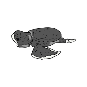 Sea turtle drawing clipart